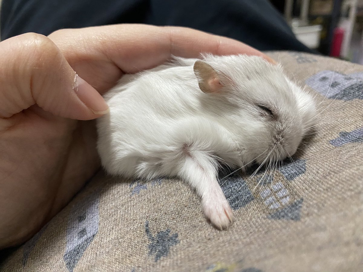 キンキンぴらぴら♨️ tweet media