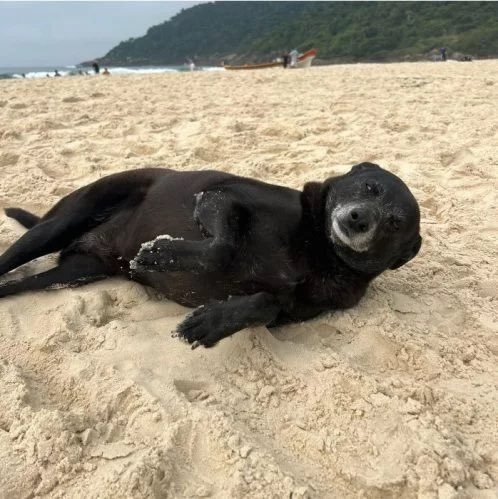 Robserobtor tweet media