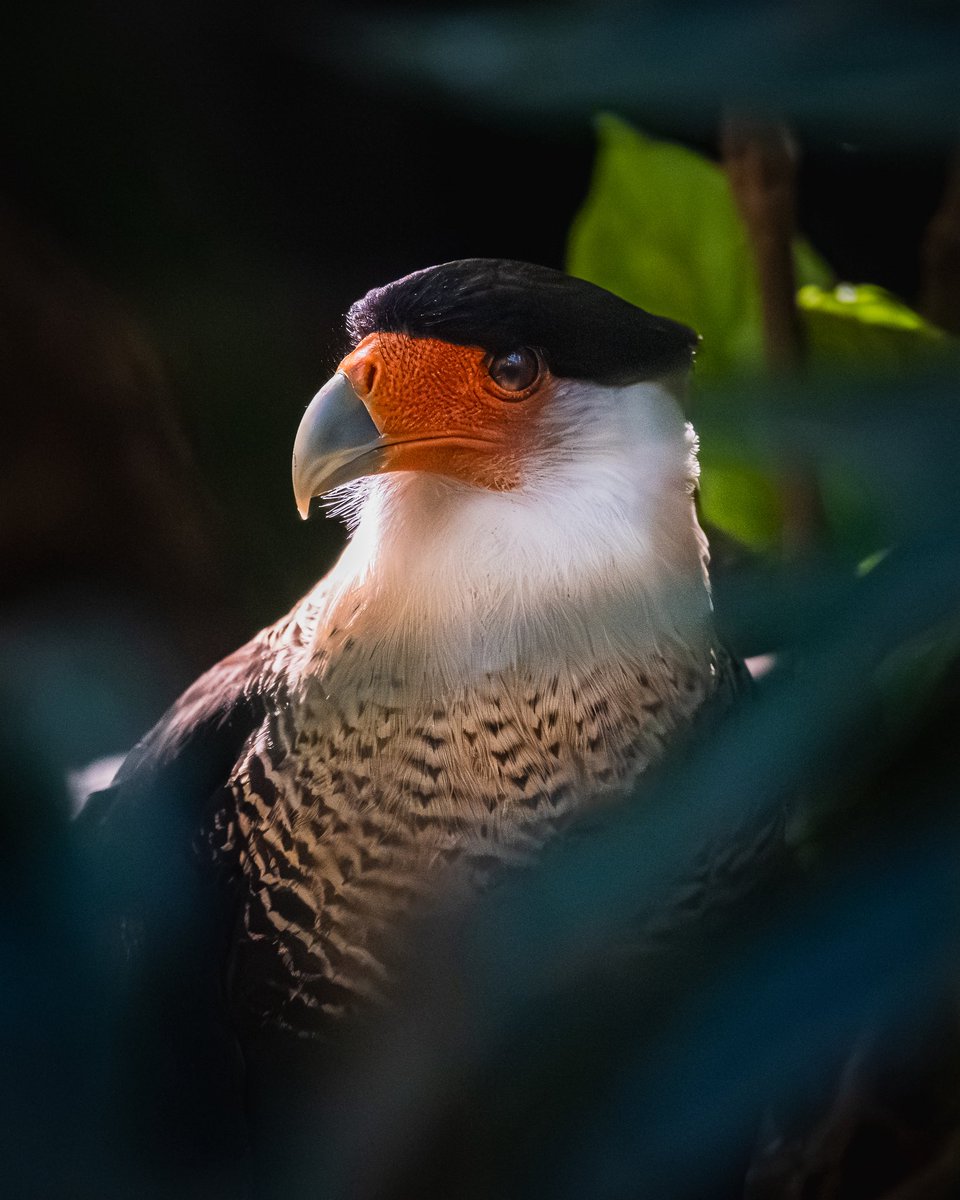 J. P. Monge S. tweet media