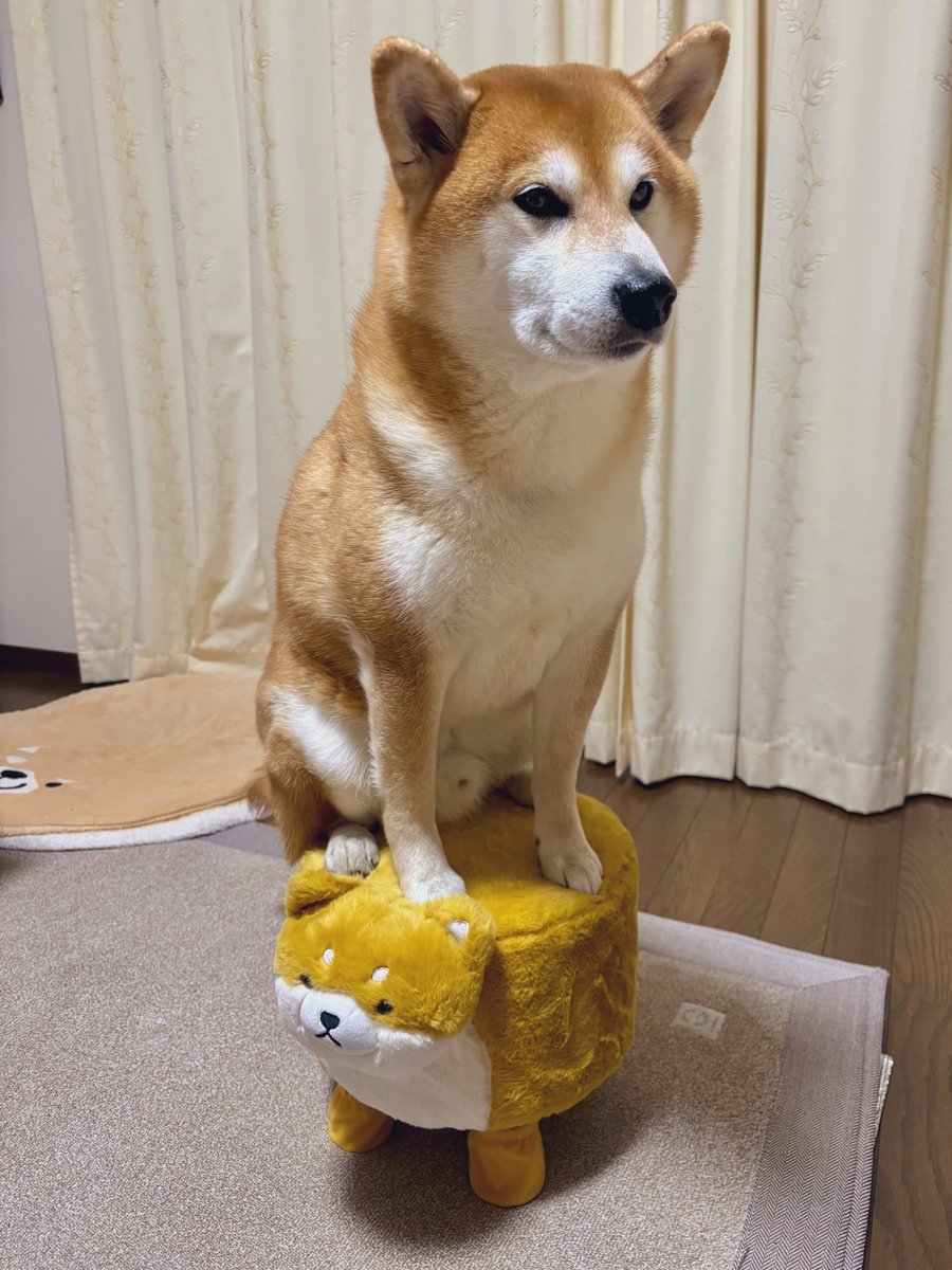 しばわんこ (@48dogchat1mame2) / Posts / X