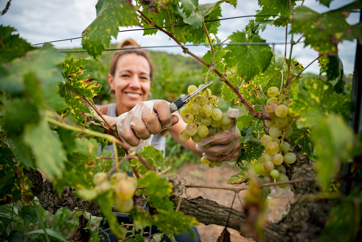 Parc Rural del Montserrat tweet media
