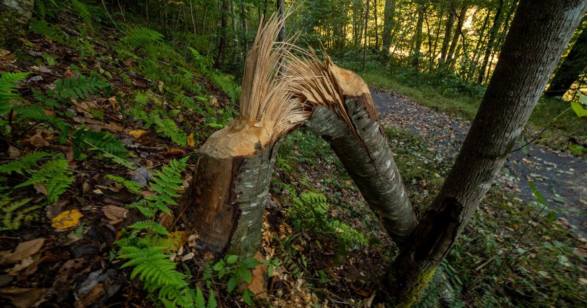 Don't miss out on our upcoming Tree Felling Safety and Personal Safety Equipment Workshop this month! 🌳 

🗓️ Thursday, February 26
📍 Elk River Wildlife Management Area, Sutton, WV

Learn More: bit.ly/2soGLsg