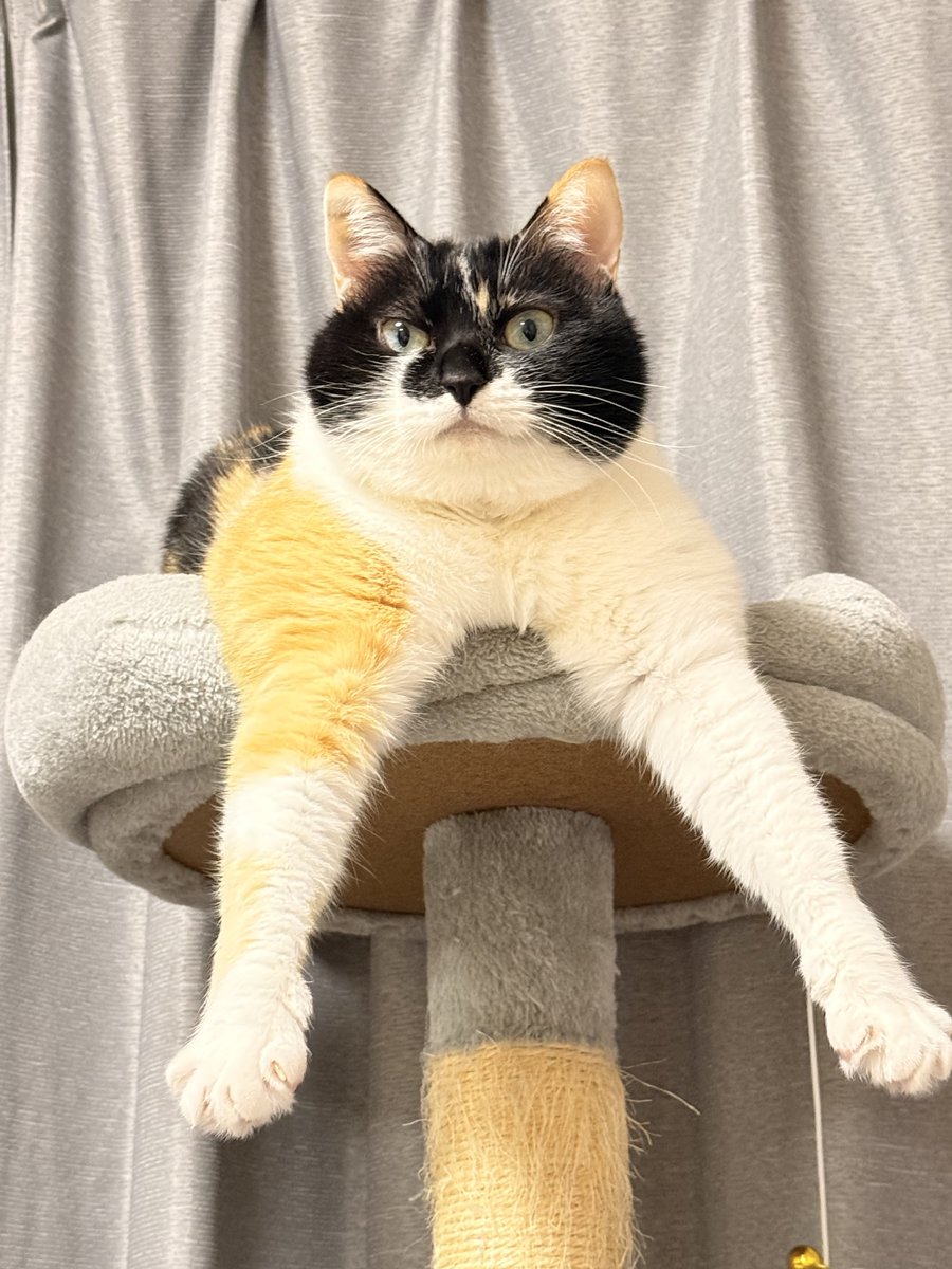 雷十太先生 (@asjSvnCZl18wKXM) / Posts / X