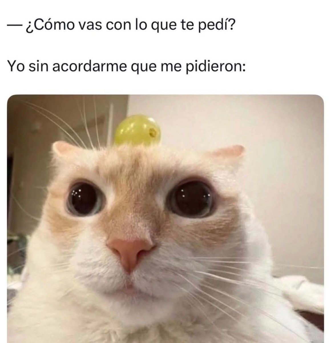Carla tweet media