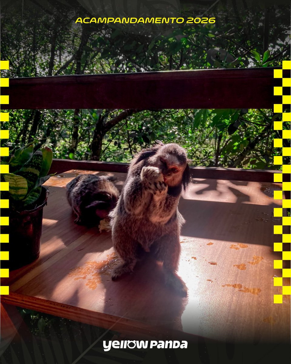 Yellow Panda tweet media