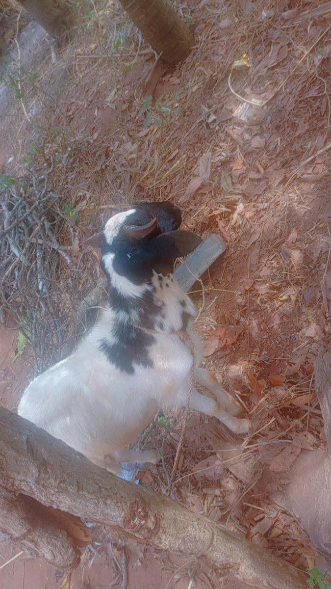 Emeenu meeani odinala ga adi makana odibu adi
#omabaekwegbe2026
Abum onye igbo❤️
Maka gi bu onye na esonye ,ka ogaziere gi ...iseeee!!!