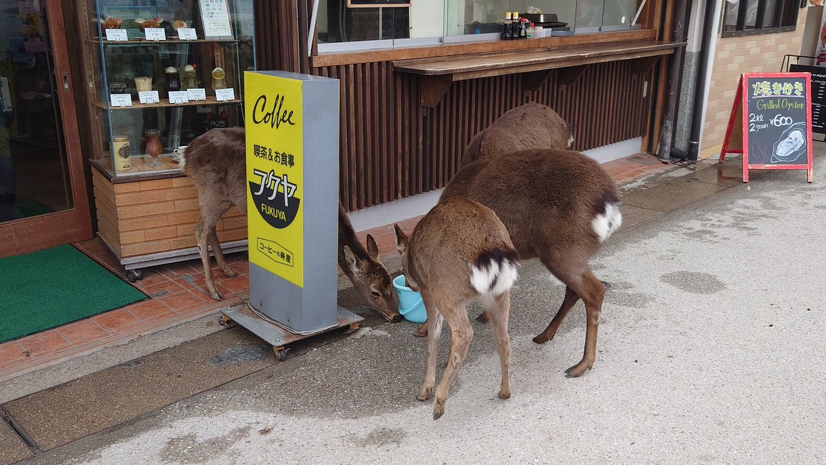 てゆか、マジで普通にいるのね、鹿さんたち。