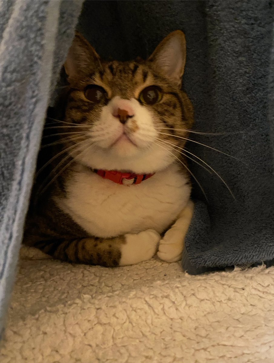 最近ドラえもんに似てきた気がするのは気のせいか。#lukarly #cat #にゃんすたぐらむ #きじしろ