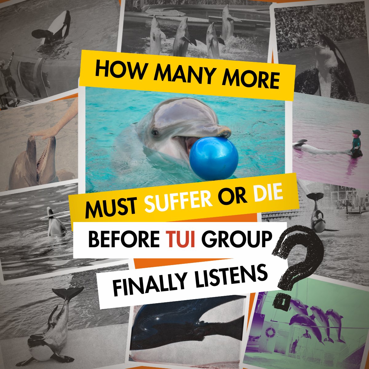 World Animal Protection UK tweet media