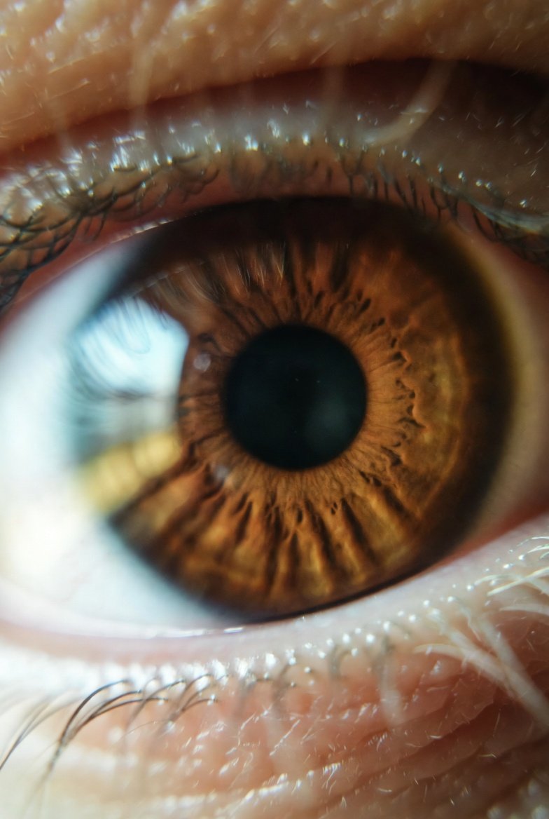 The human pupil adjusts in milliseconds, aperture widening or narrowing to match light’s demand. The eye breathes vision, letting just enough world through the gate..