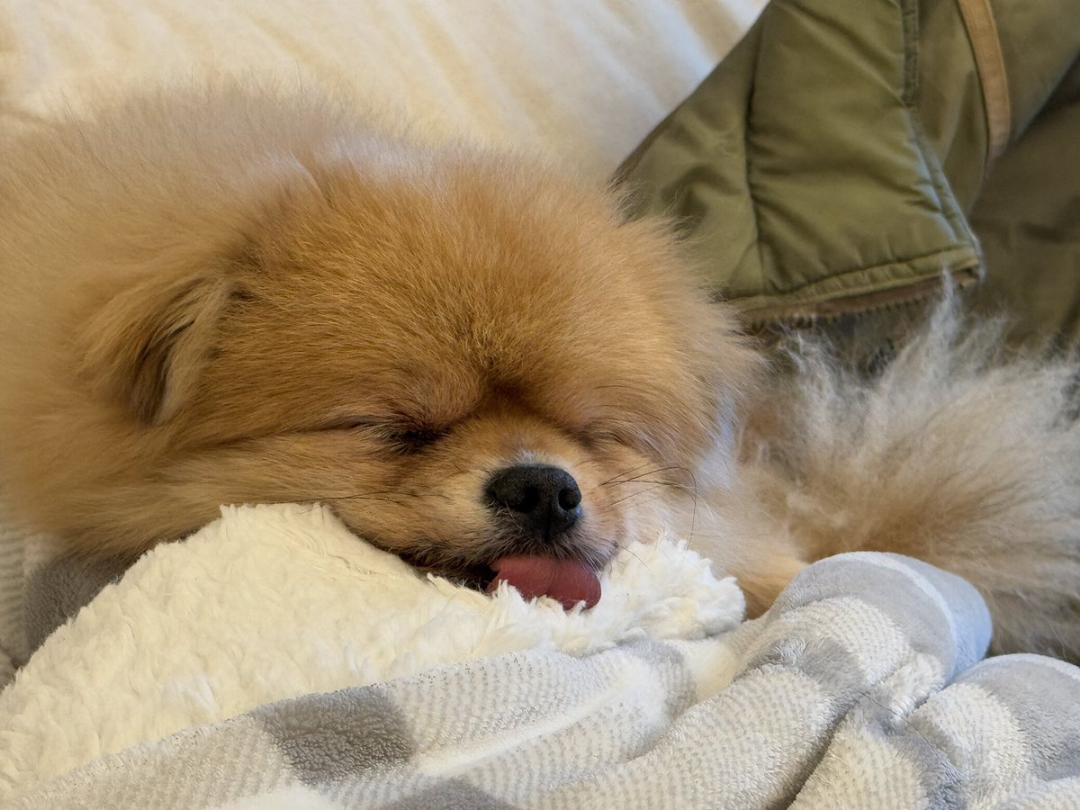 팡구야 니가 무릎강아지 하다가 이모 바지에 항문낭액 묻힌 건 괜찮은데 그 냄새 맡고 도망가는 건 너무 하는 거 아니냐 니 항문낭액이잖아 이 배은망덕한 강아지야ㅋㅋㅋ