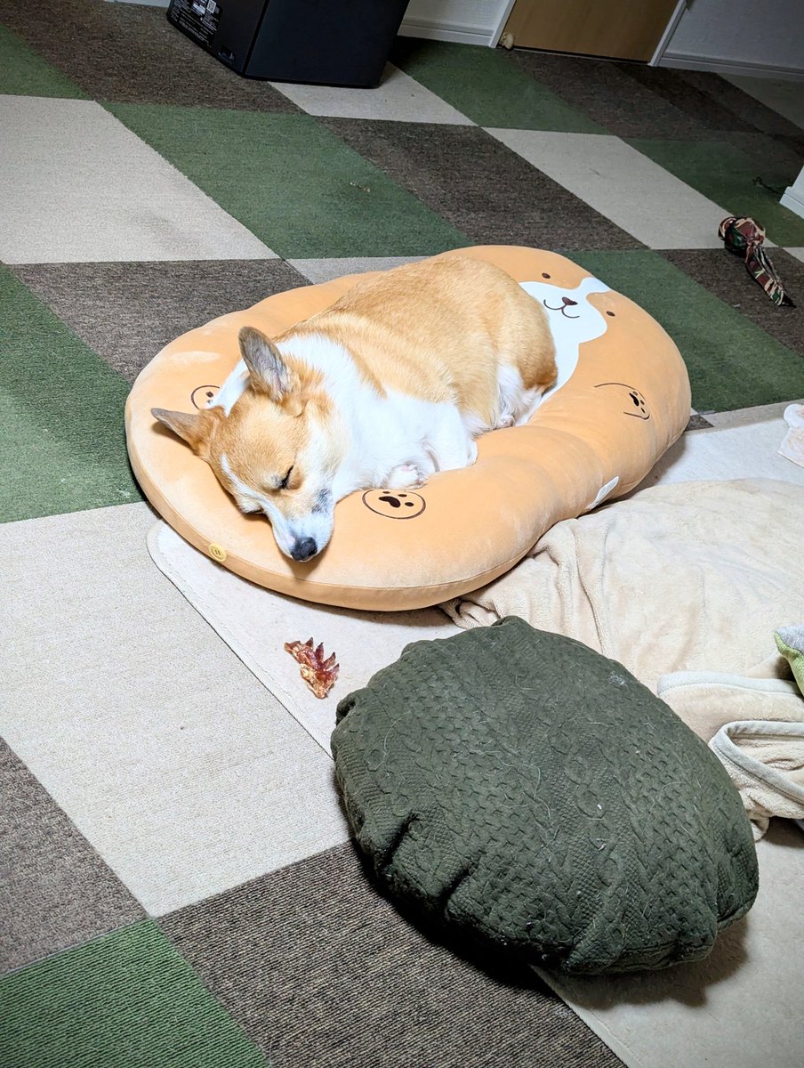 しまむらでコーギークッションゲットしてきたでー🐶✨ 早速使ってくれ