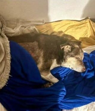 Marcello Crescentini tweet media