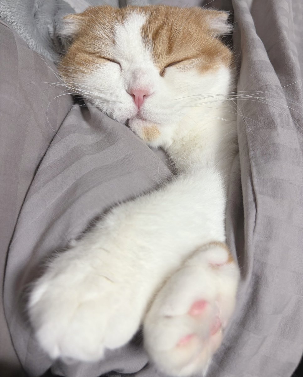 つらみみにゃん tweet media