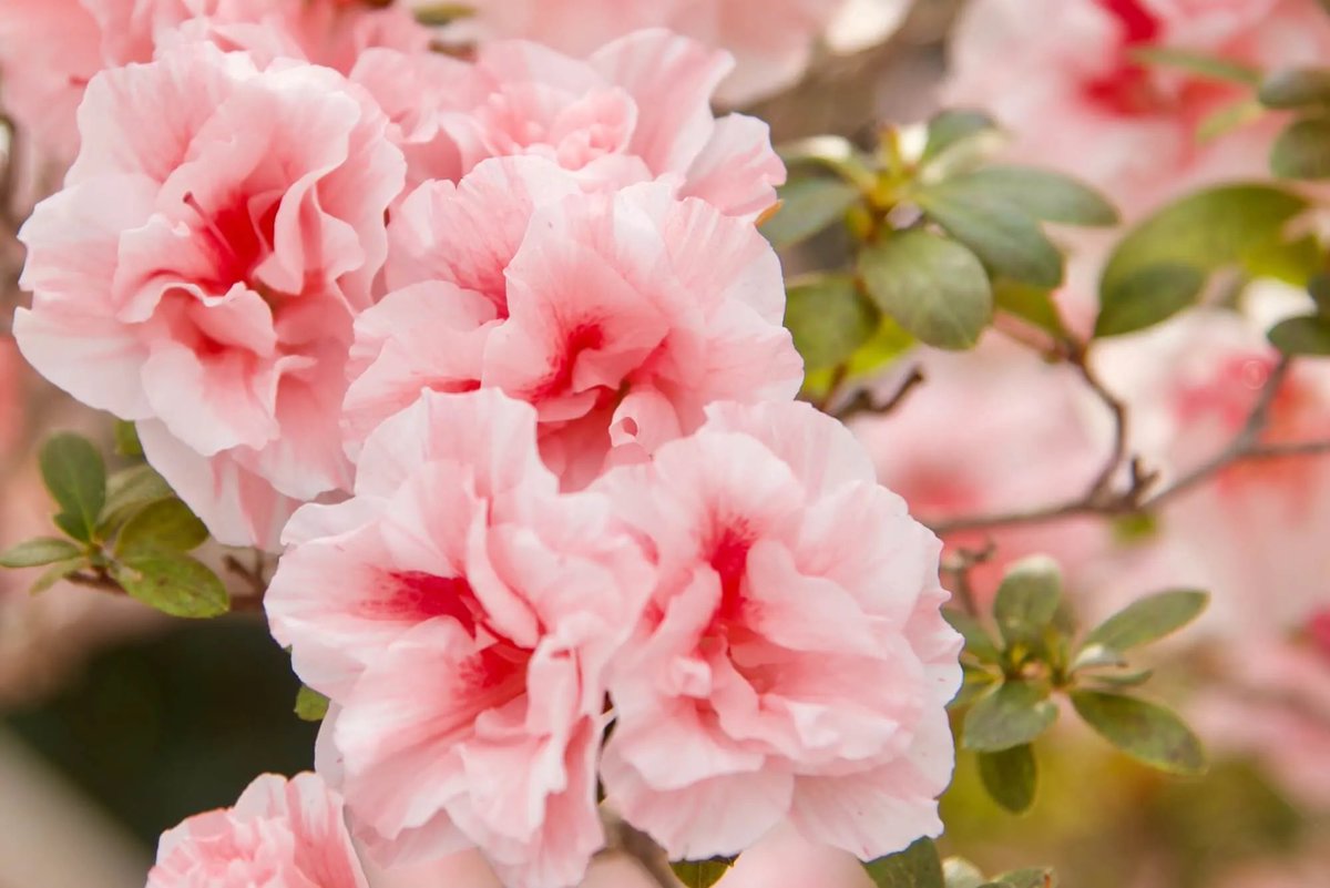 ★まこんち本日2/10(火)17時開店
★明日11(水㊗️)営業
★ 13(金)14(土)お休み
誕生花は『アザレア(セイヨウツツジ:西洋躑躅)』、花言葉は「愛の楽しみ/節制」(ラジオ深夜便より)です。お誕生日の方おめでとうございます🎊🎉🎊。まこんち17時開店です。お待ちしております🙇‍♀️。