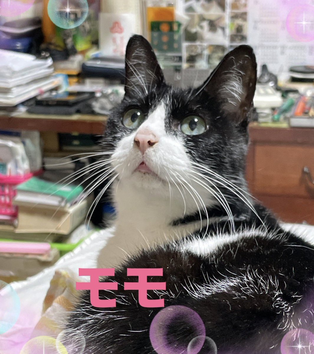 RT @Aria_Orion: 今の尚鈴家のにゃんこ最古参 ももが天国にいっちゃい