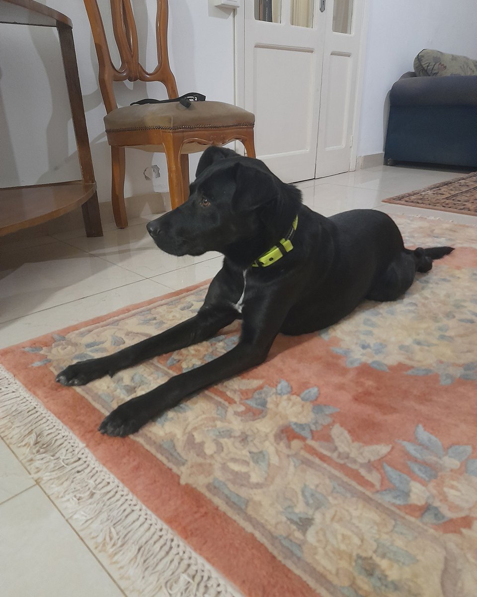 adoptdontshopl's tweet photo. 🐕 FOR ADOPTION 🐕
Meet Sahar. A 3-year-old sweet girl who’s vaccinated, spayed, and potty trained. She’s super gentle, affectionate, and well cared for.
Ready to bring love and calm vibes to her forever home 🏡💙
📲 Contact: 70171209

#adoptdontshop #dogforadoption #foreverhome https://t.co/Kl0we8e81I