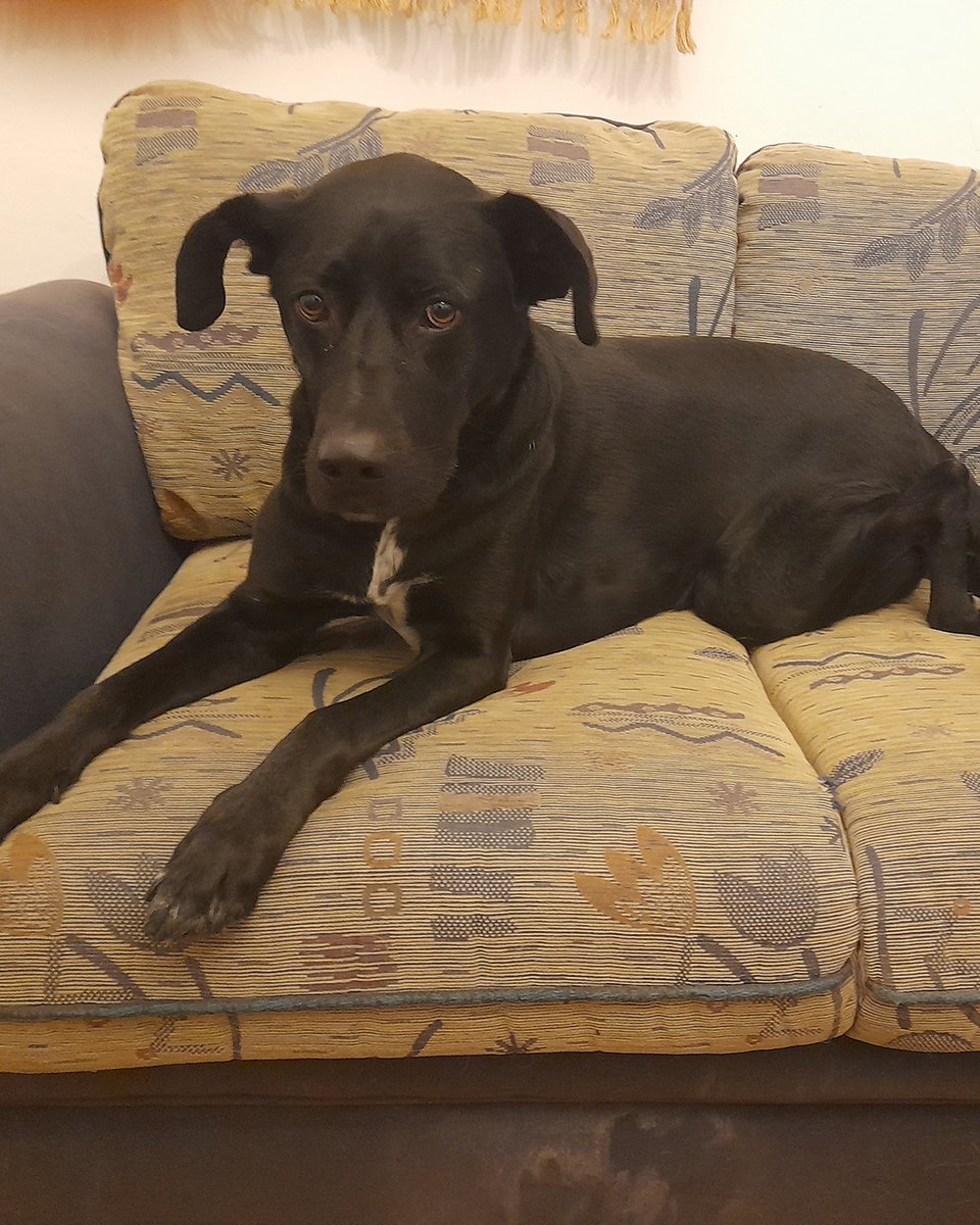 adoptdontshopl's tweet photo. 🐕 FOR ADOPTION 🐕
Meet Sahar. A 3-year-old sweet girl who’s vaccinated, spayed, and potty trained. She’s super gentle, affectionate, and well cared for.
Ready to bring love and calm vibes to her forever home 🏡💙
📲 Contact: 70171209

#adoptdontshop #dogforadoption #foreverhome https://t.co/Kl0we8e81I