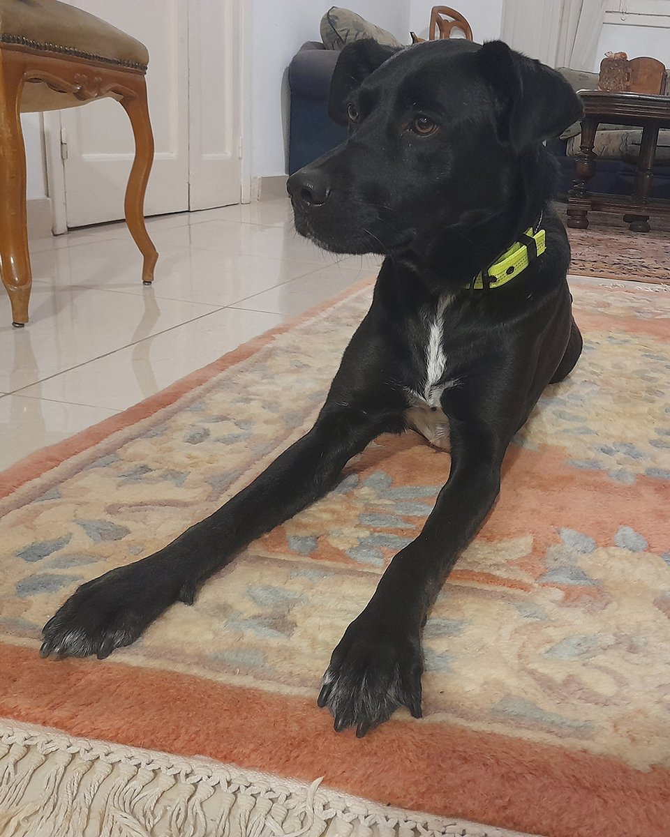 adoptdontshopl's tweet photo. 🐕 FOR ADOPTION 🐕
Meet Sahar. A 3-year-old sweet girl who’s vaccinated, spayed, and potty trained. She’s super gentle, affectionate, and well cared for.
Ready to bring love and calm vibes to her forever home 🏡💙
📲 Contact: 70171209

#adoptdontshop #dogforadoption #foreverhome https://t.co/Kl0we8e81I