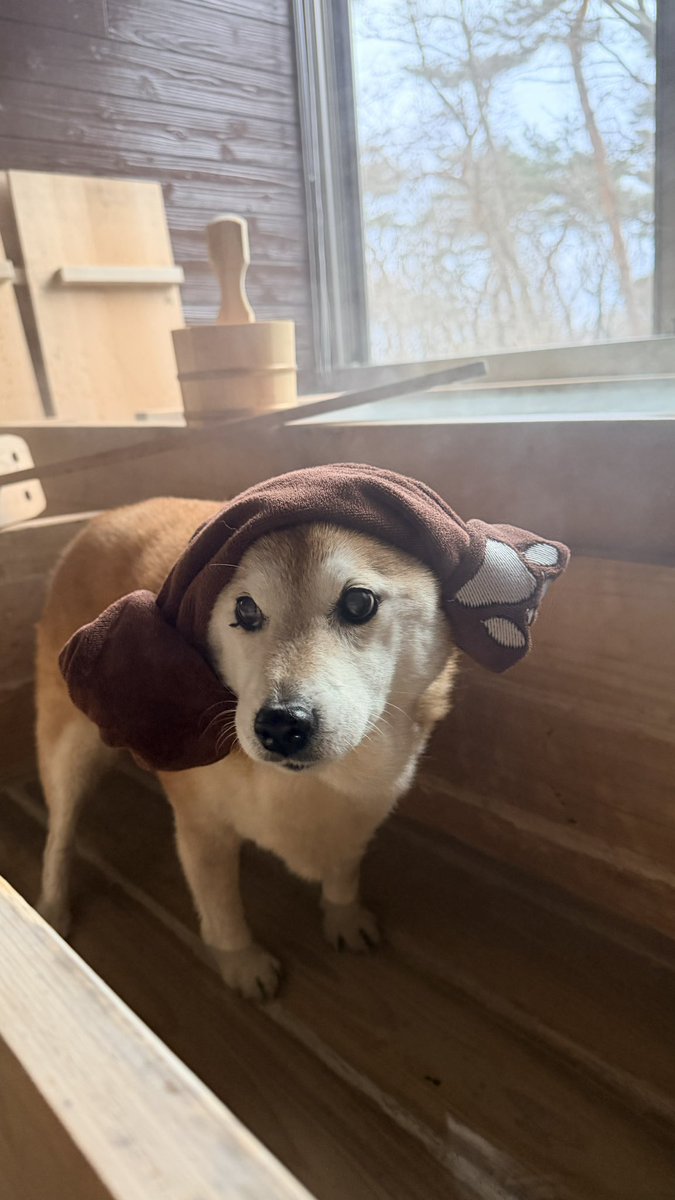 ハナちゃん🐾だけ温泉に浸かるも・・・ えっ？ え？ なんでー？ な感じ