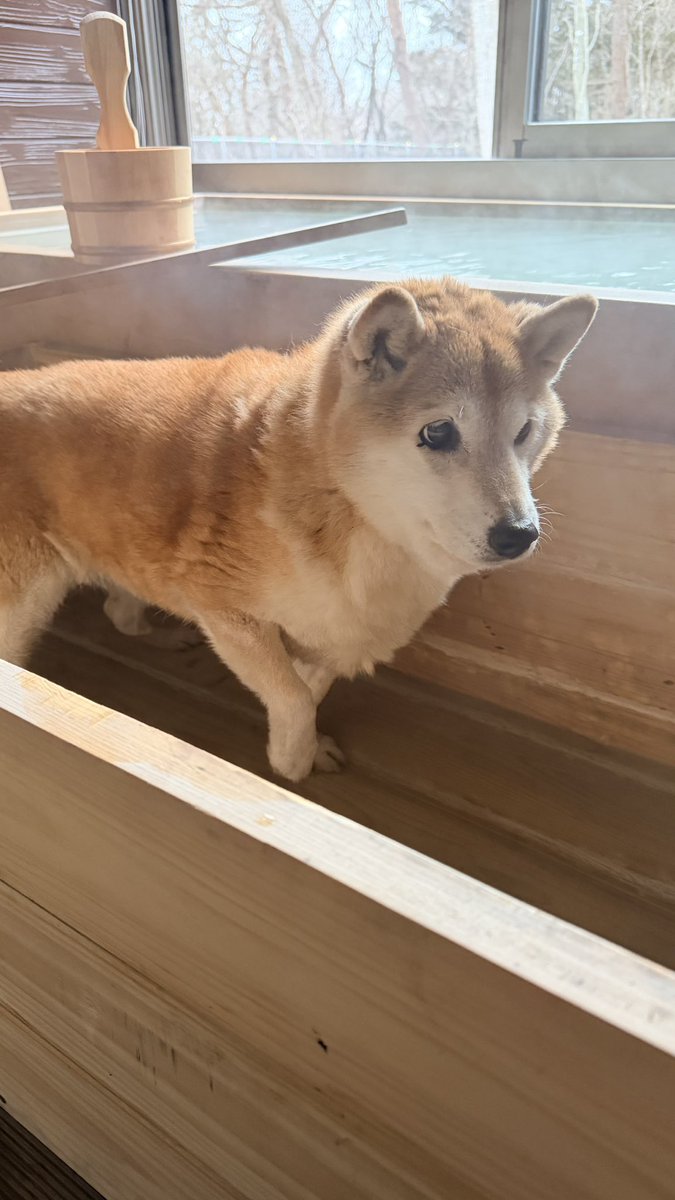 ハナちゃん🐾だけ温泉に浸かるも・・・ えっ？ え？ なんでー？ な感じ