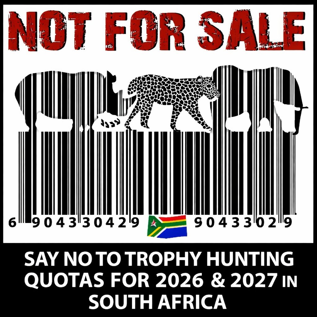 SueSpurgin's tweet image. When #wildlife is reduced to profit, #conservation has failed! Say NO to #SouthAfrica’s  proposed 2026–2027 trophy #hunting quotas for black rhino, elephants &amp;amp; leopards. Wildlife is not for sale. Have your say by 5 March 2026 🚫🦏🐘 🐆 
👇 Info in comments