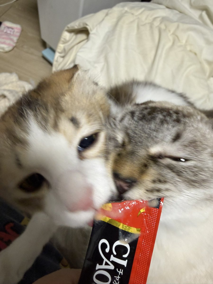 😽

みけねこ？ちゃちゃ5ヶ月
白猫？くー1年8ヶ月

チュール大好きみたい！