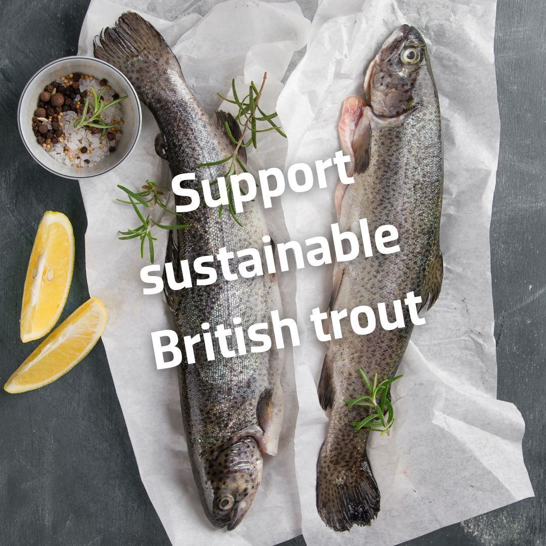 british_trout's tweet image. Next time you’re at the supermarket, look for British trout — fresh, local &amp;amp; responsibly farmed. Perfect for tasty dinners that are good for you AND the planet! ✨

Find recipe inspo:🐟 britishtrout.co.uk/recipes/

#ShopBritish #EatLocal #FishLovers #BritishTrout #SustainableFish