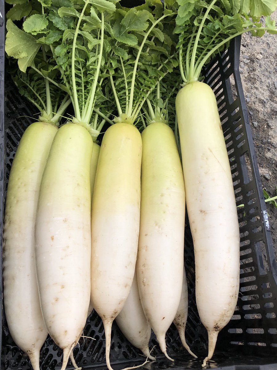 みなさまこんばんは🍅🍠 素敵な夜をお過ごしくださいね♪