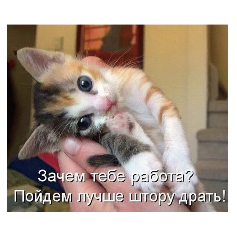 ミームという言葉をご存じですか？

ミームとは、ネット上で人から人へ広まり、たくさんの人に共有される「おもしろ画像・動画・ひとことネタ」のことです。

そんなミームを扱う講座のご紹介です。

詳細はこちらから：
tokyorus.ac.jp/shuchu/apr_202…