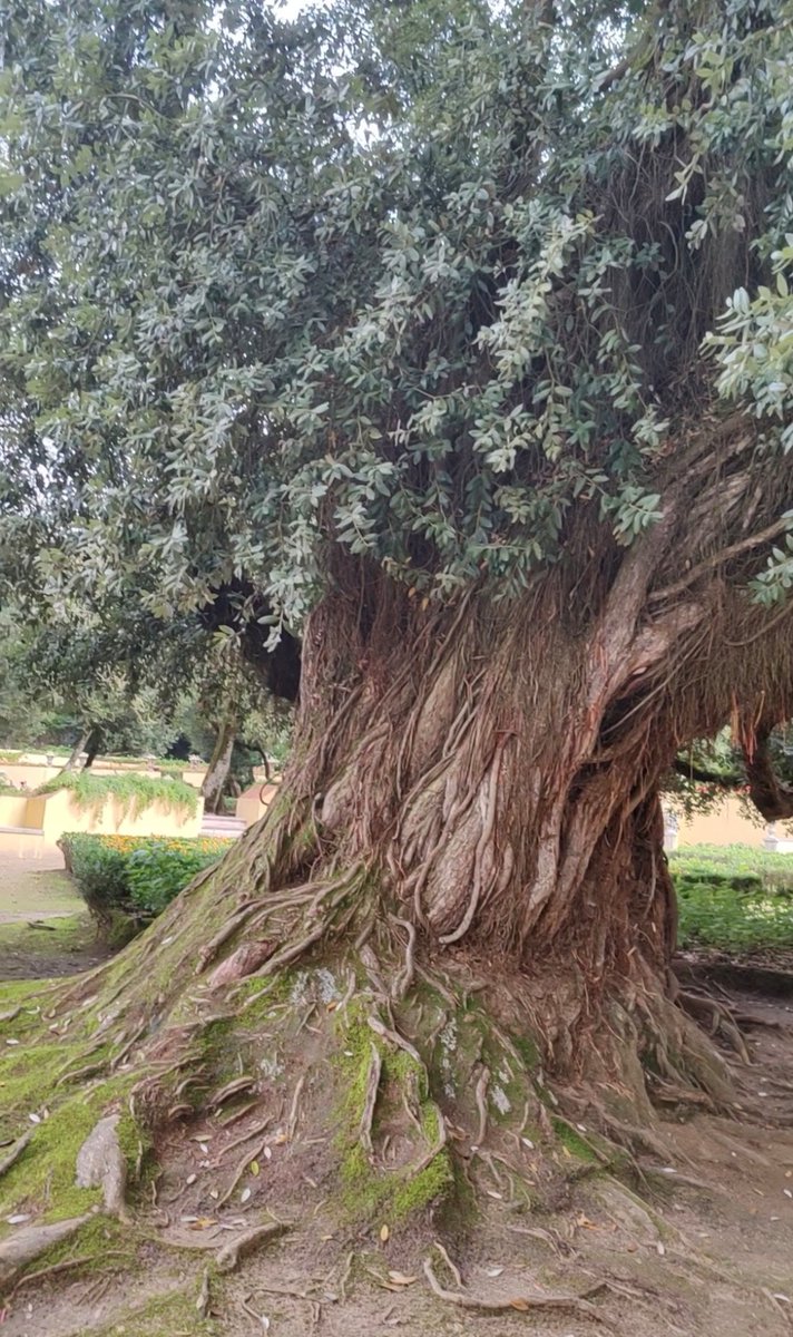 Kastanienzweig's tweet photo. Another giant π³
#oldtree #treepeople #TreeWonders #treespirit https://t.co/aAJjmAPaJj