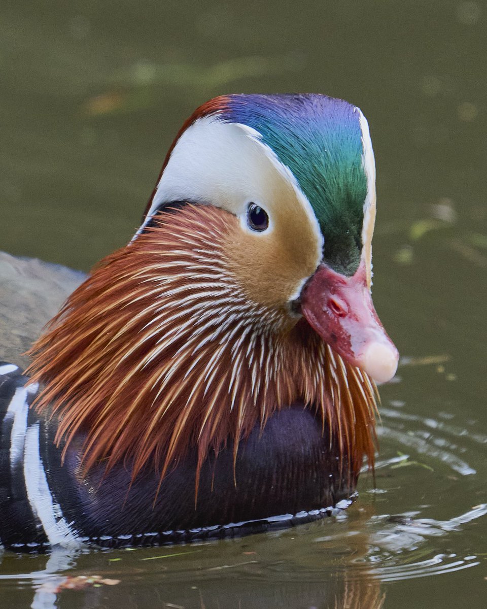 paul hayes tweet media