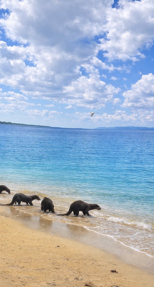 🏝️ 🦭 🌏
Sea lions. Silence. Peace.
May the world feel the same.