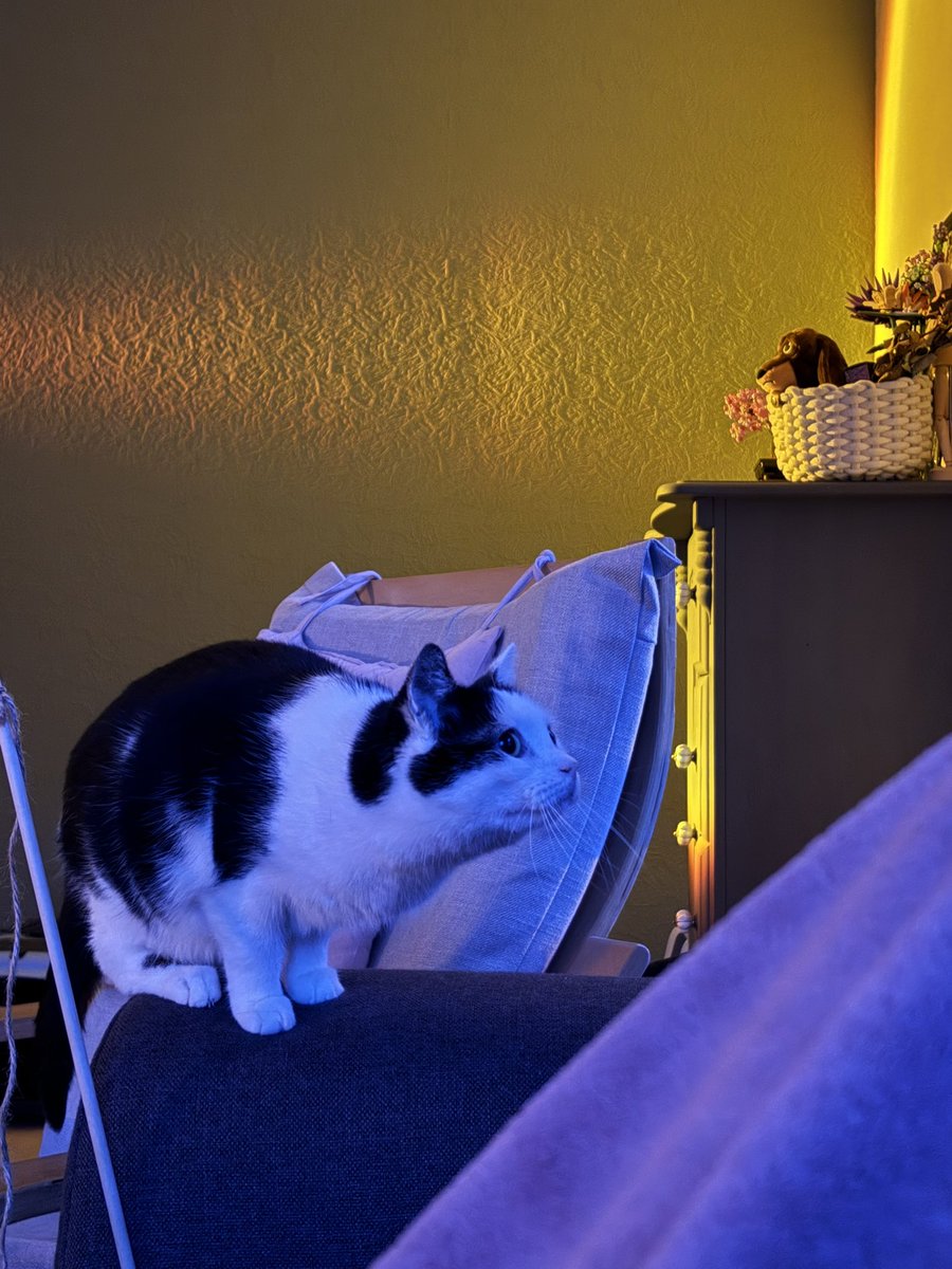 mxikowo's tweet photo. @bbnomula Take these silly pictures of my cat Miffy in exchange for a possible chance at tickets✨ https://t.co/pu7nuFYseQ