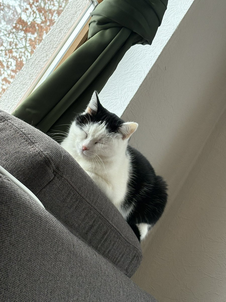 mxikowo's tweet photo. @bbnomula Take these silly pictures of my cat Miffy in exchange for a possible chance at tickets✨ https://t.co/pu7nuFYseQ