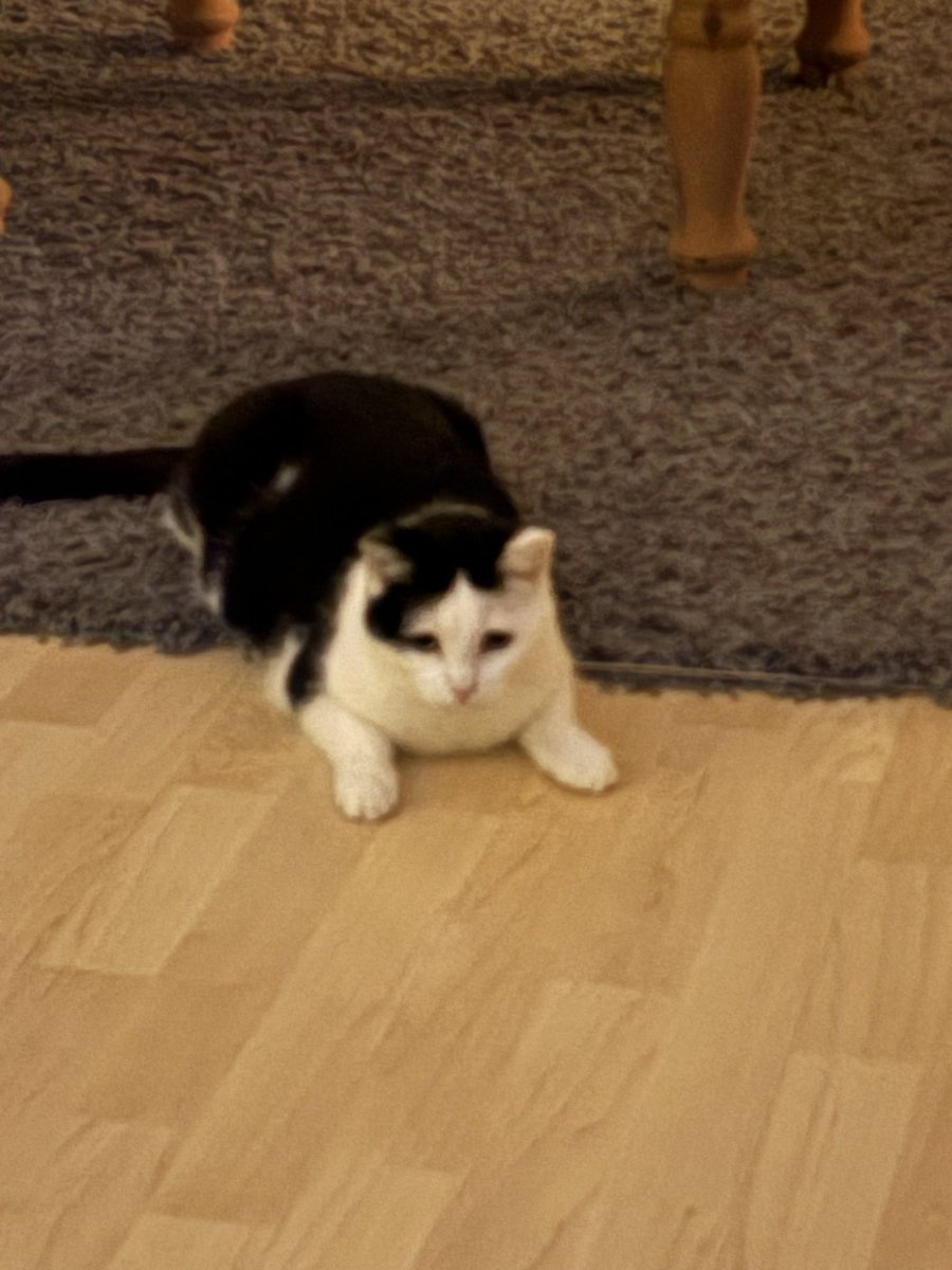 mxikowo's tweet photo. @bbnomula Take these silly pictures of my cat Miffy in exchange for a possible chance at tickets✨ https://t.co/pu7nuFYseQ
