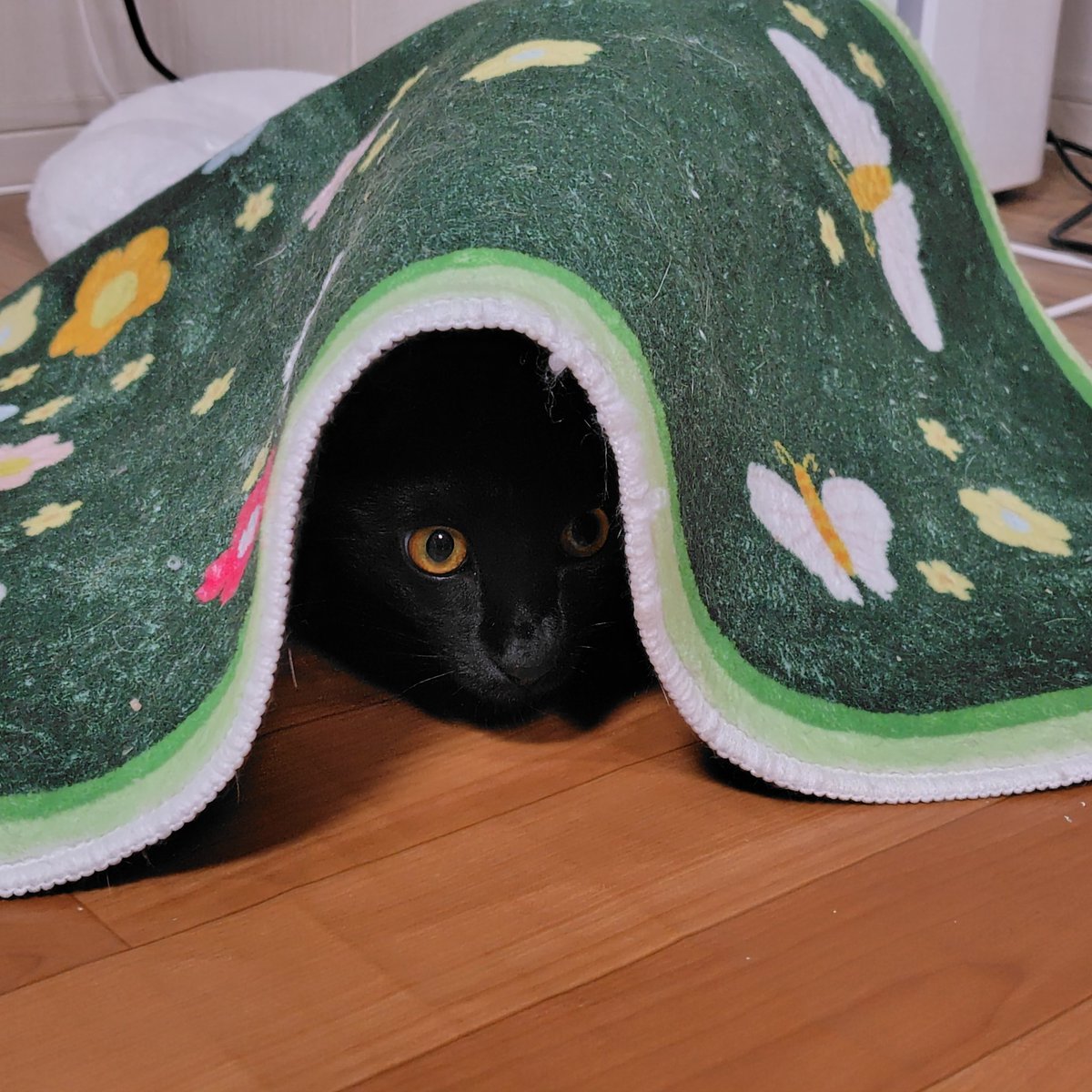 カーペットに住むバスク