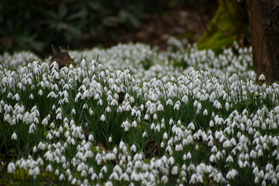 JanetteHall's tweet photo. Snowdrops 🤍 Bank Hall, Bretherton
#bankhall #snowdrops #colours #nature #NaturePhotography #NatureBeauty #naturelovers #green #white #plants #petals #frost #cold #flowers #flower #FlowerPower #FlowerHour #signofspring https://t.co/kMivcMowUa