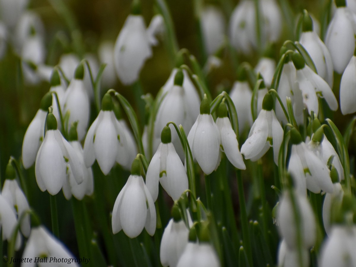 JanetteHall's tweet photo. Snowdrops 🤍 Bank Hall, Bretherton
#bankhall #snowdrops #colours #nature #NaturePhotography #NatureBeauty #naturelovers #green #white #plants #petals #frost #cold #flowers #flower #FlowerPower #FlowerHour #signofspring https://t.co/kMivcMowUa