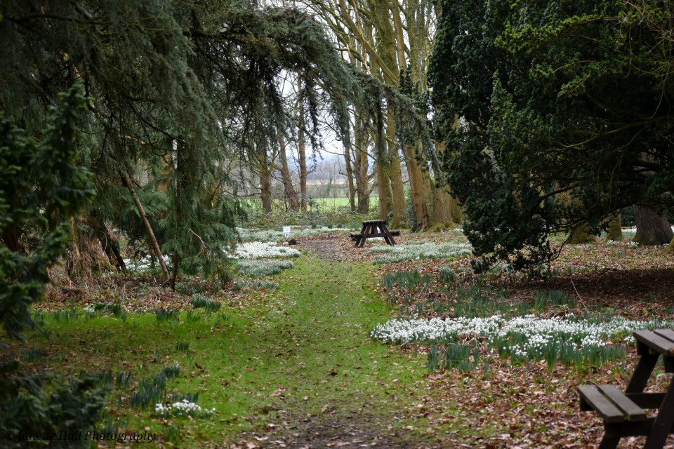 JanetteHall's tweet photo. Snowdrops 🤍 Bank Hall, Bretherton
#bankhall #snowdrops #colours #nature #NaturePhotography #NatureBeauty #naturelovers #green #white #plants #petals #frost #cold #flowers #flower #FlowerPower #FlowerHour #signofspring https://t.co/Me7JfxsIf7