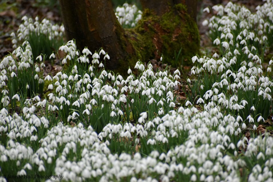 JanetteHall's tweet photo. Snowdrops 🤍 Bank Hall, Bretherton
#bankhall #snowdrops #colours #nature #NaturePhotography #NatureBeauty #naturelovers #green #white #plants #petals #frost #cold #flowers #flower #FlowerPower #FlowerHour #signofspring https://t.co/Me7JfxsIf7