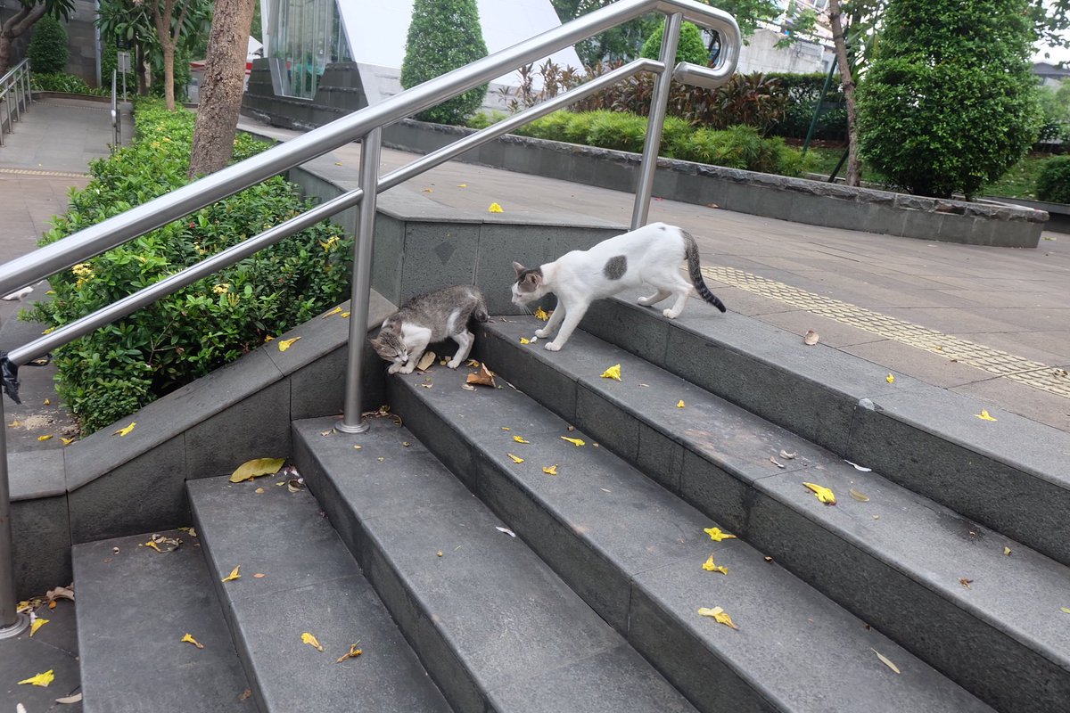 catonlythoughts's tweet image. Just your average Indonesian photographer sharing his art online