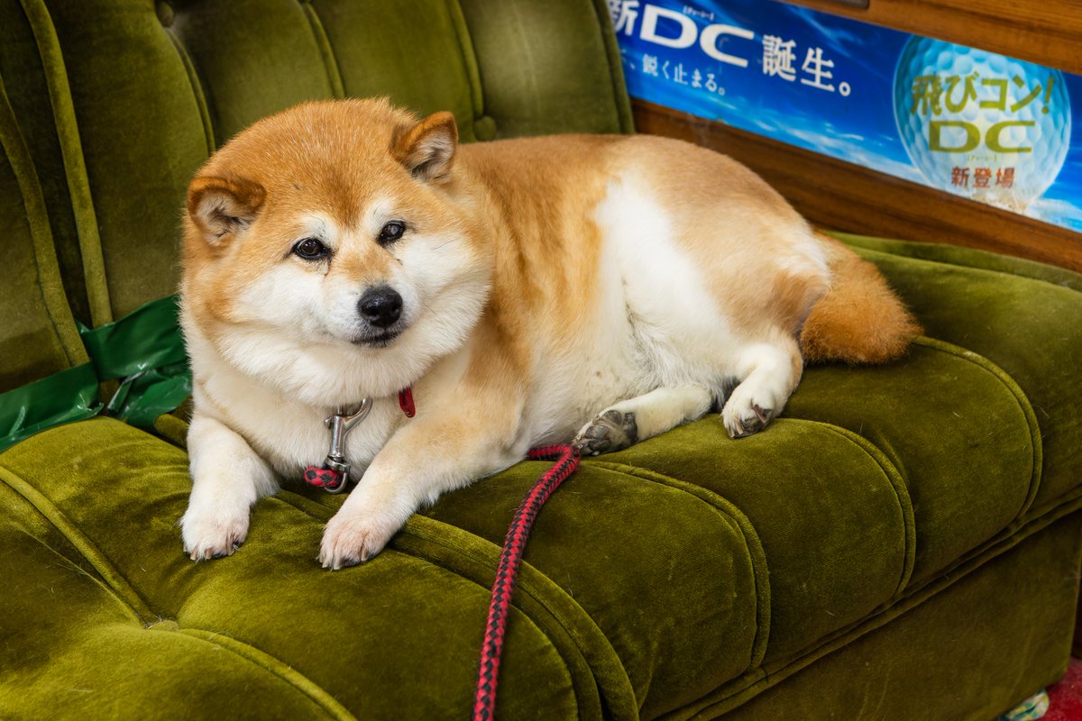 冠ルーヤ【土曜夕方4時25分〜👑TVerでも配信中‼️】 tweet media