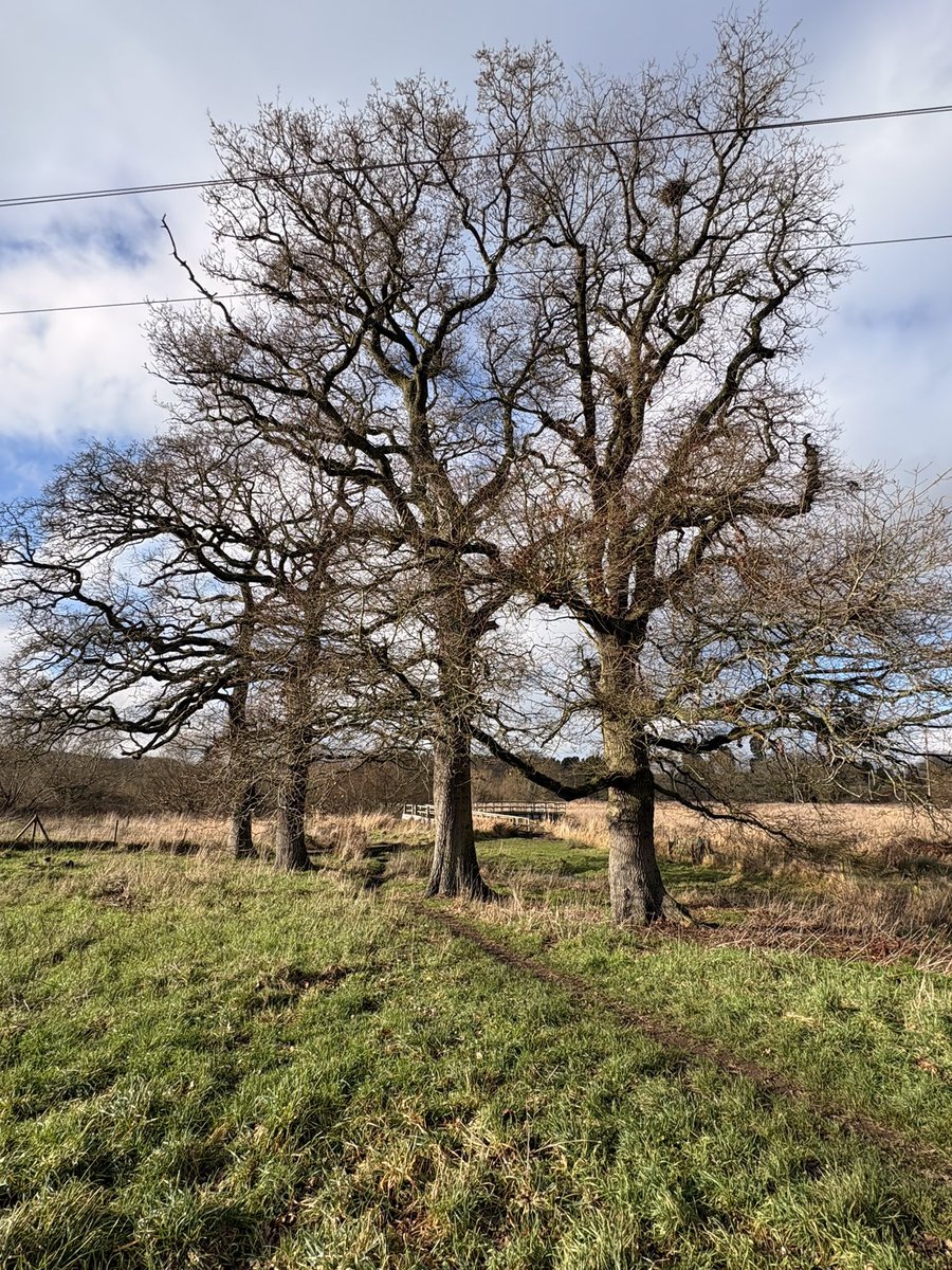 barbosavl's tweet image. Good morning with a line of trees in a local farm field for #ThickTrunkTuesday Trees in fields serve as windbreaks, carbon sequestration, and research I was involved in recently showed they also absorb ammonia pollution emitted from farming activities. 
#trees #farms #ammonia