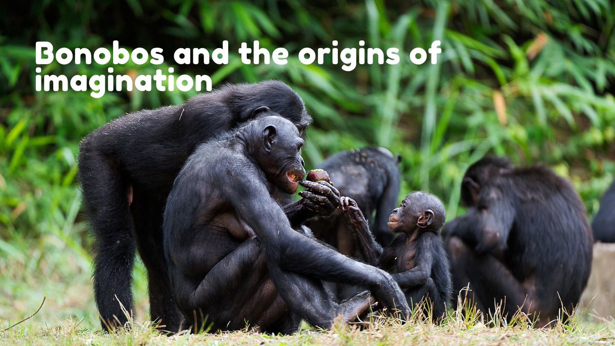 African Conservation Foundation tweet media