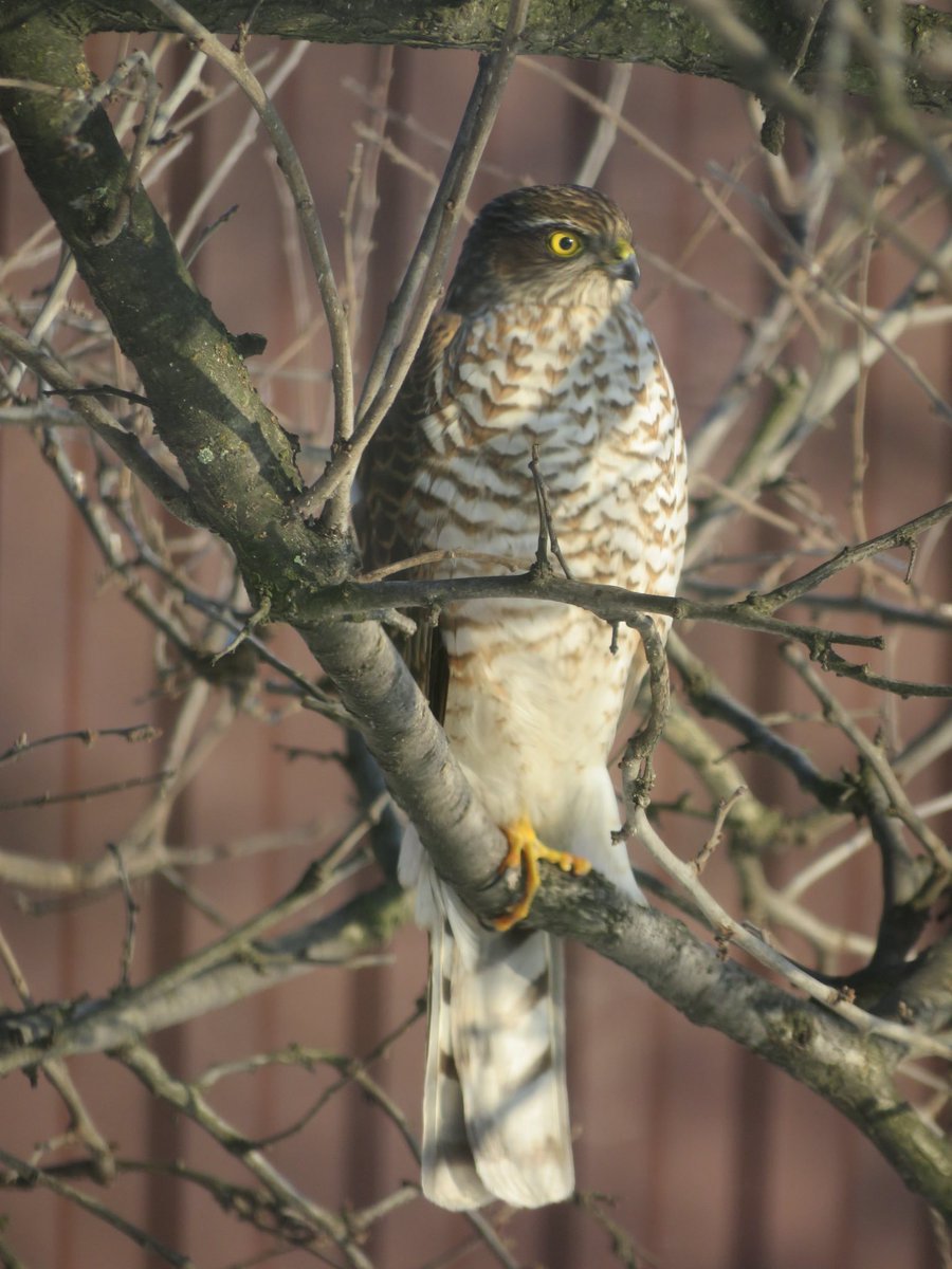 Tanya Krasevych tweet media