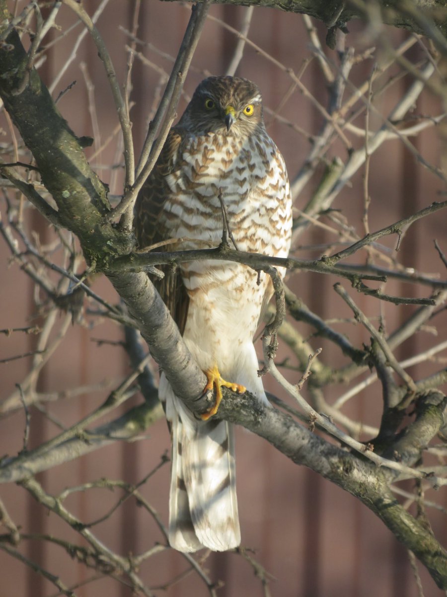 Tanya Krasevych tweet media