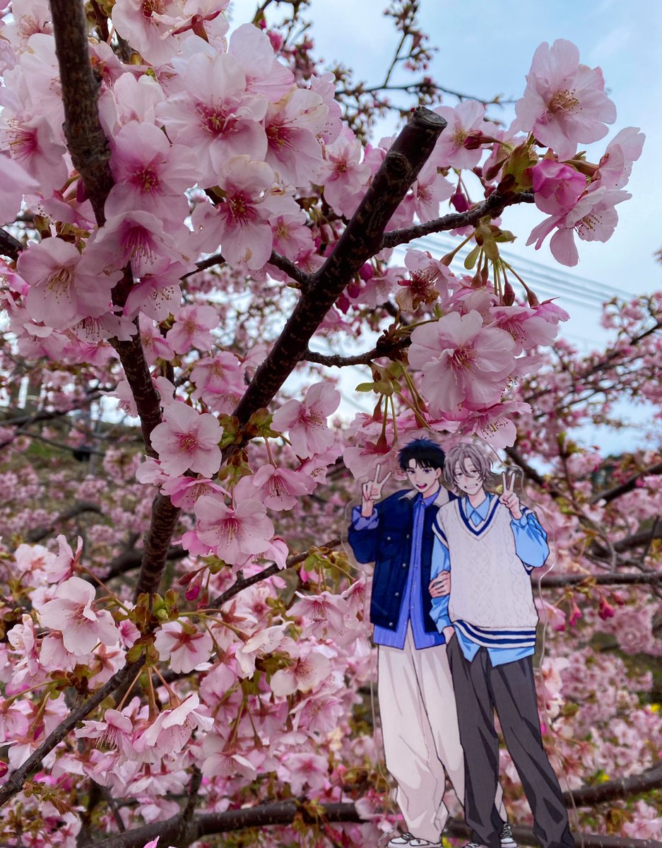 adacavok's tweet photo. ✨続編決定✨おめでとうございます❄️🌸

@peeenyo_hara 先生 https://t.co/cw7snjqBlV