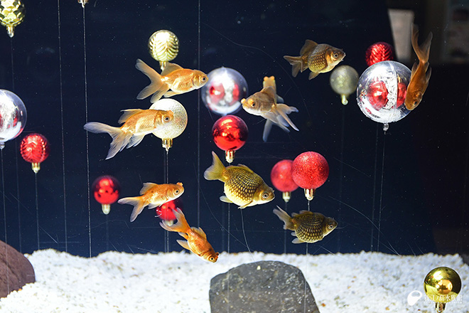 あす2月11日建国記念の日、9時から開館いたします🕘 🧜えのすい