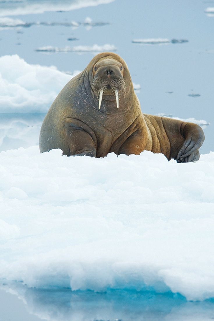 WildLifeCore's tweet photo. Arctic heavyweight 🦭❄️✨
The walrus lounges on ice, tusks gleaming, a true king of the frozen shores 🌊💪
Massive, social, and surprisingly playful—nature’s chilly champion 💫💛#wildlife #warlus #fypシviral https://t.co/G0kRXcvfJW